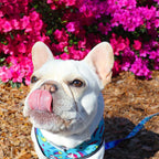 White dog with a colorful collar licking its nose in front of pink flowers