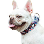 White dog wearing a colorful floral-patterned collar on a white background