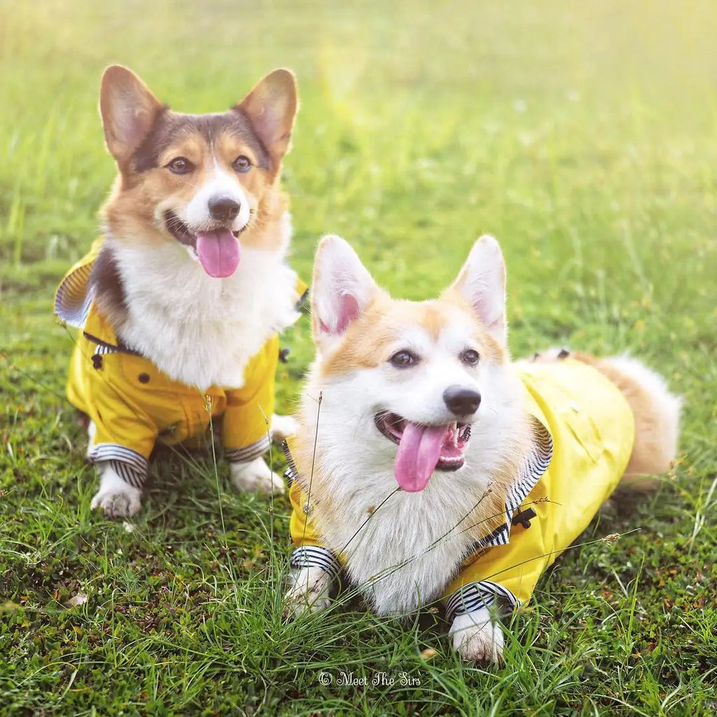 Waterproof Dog Raincoat – Pet Jacket for Small to Large Dogs