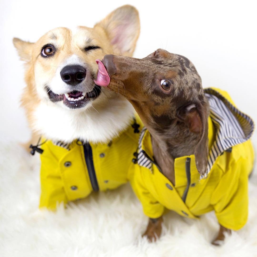 Waterproof Dog Raincoat – Pet Jacket for Small to Large Dogs