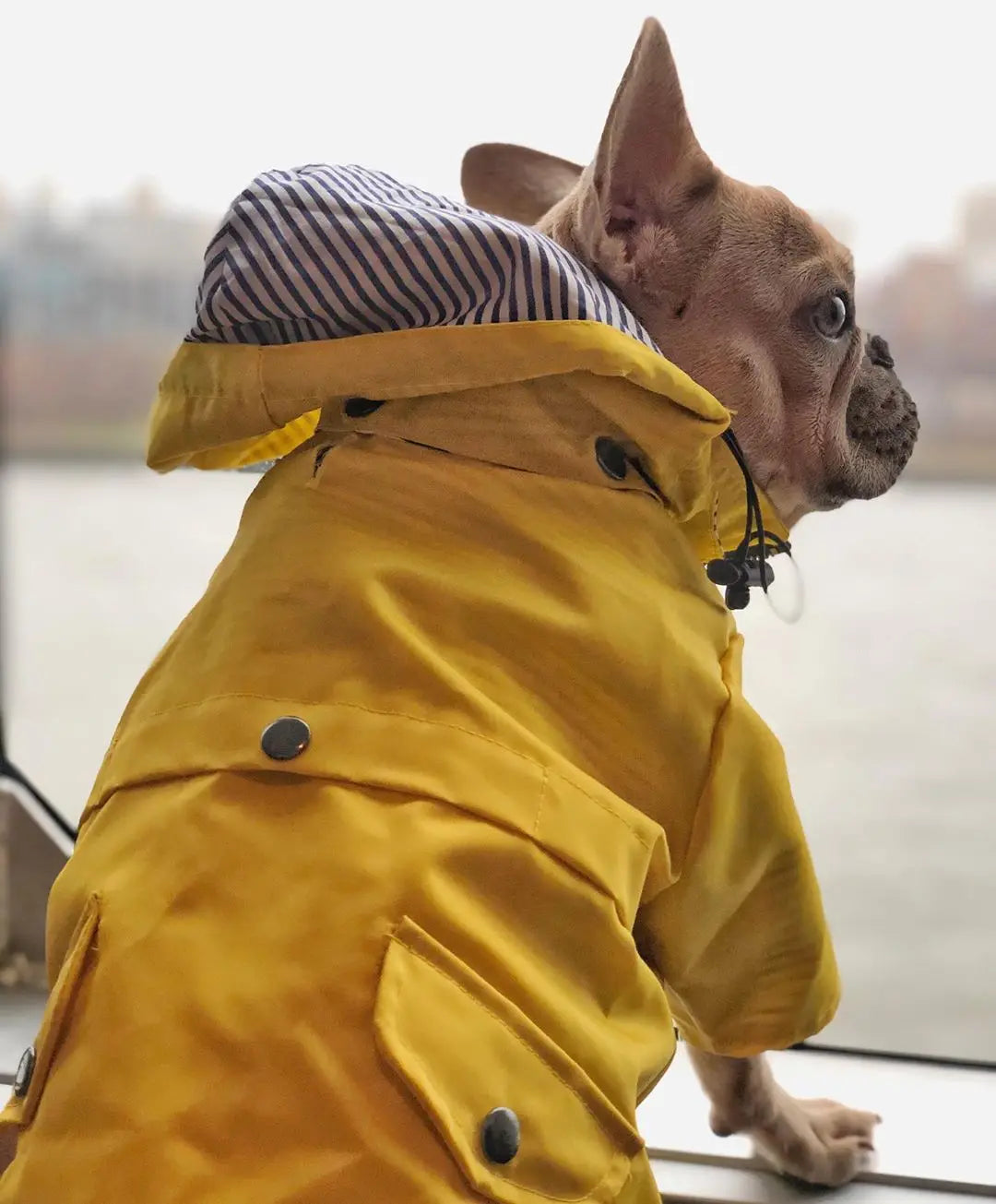 Waterproof Dog Raincoat – Pet Jacket for Small to Large Dogs