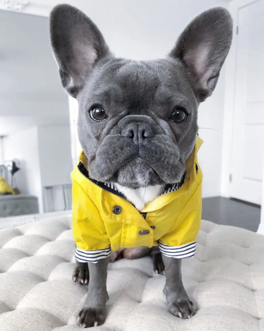 Waterproof Dog Raincoat – Pet Jacket for Small to Large Dogs