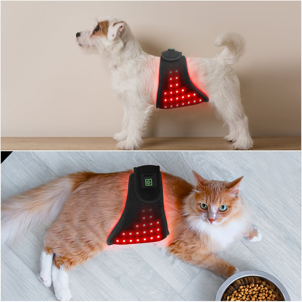 Pet Red Light Belt Physiotherapy Infrared