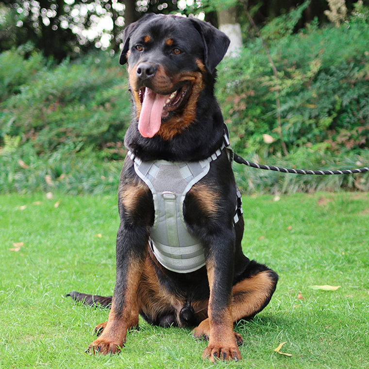 Tactical Harness for Cats & Small Dogs – Durable Oxford Pet Vest