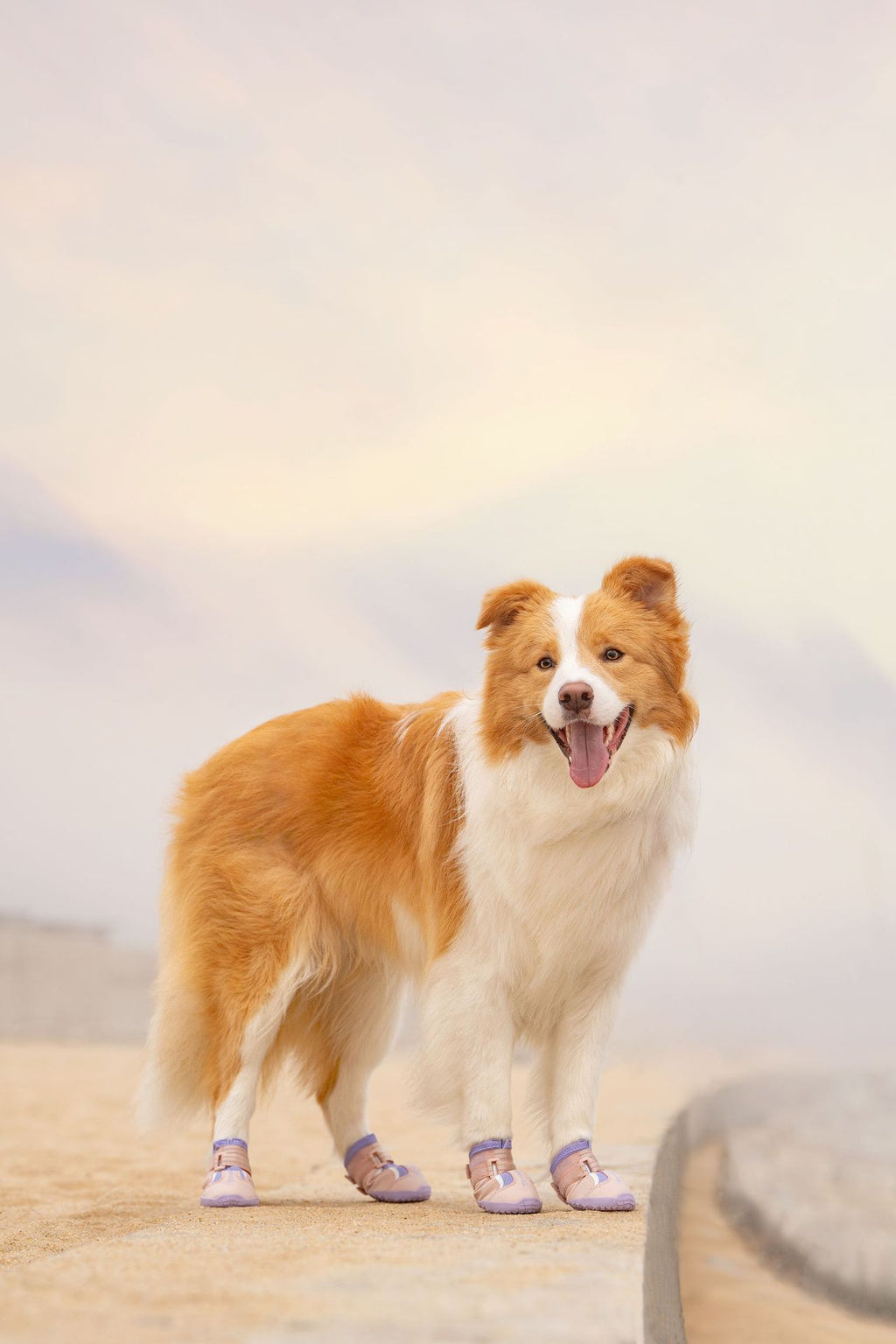 Truelove Dog Shoes, water-resistant & Non-Slip (Set of 4)