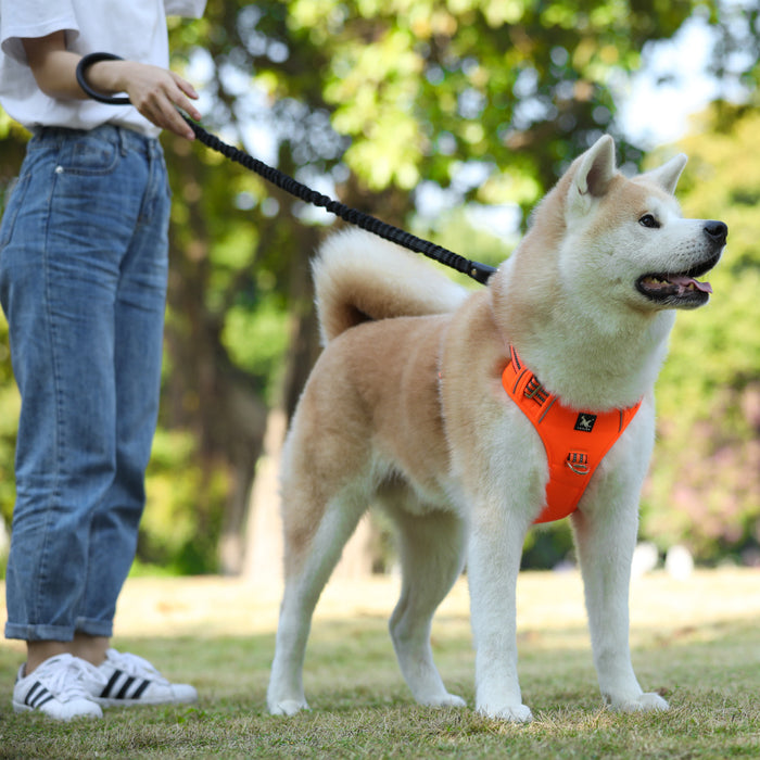 Reflective Dog Harness with Dual Leash Attachment