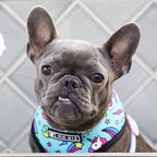 French Bulldog wearing a colorful harness with a pattern of unicorns and stars, standing against a tiled wall.