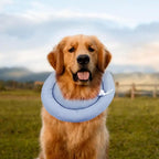 Elizabethan Recovery Cone – Adjustable Collar for Cats and Dogs