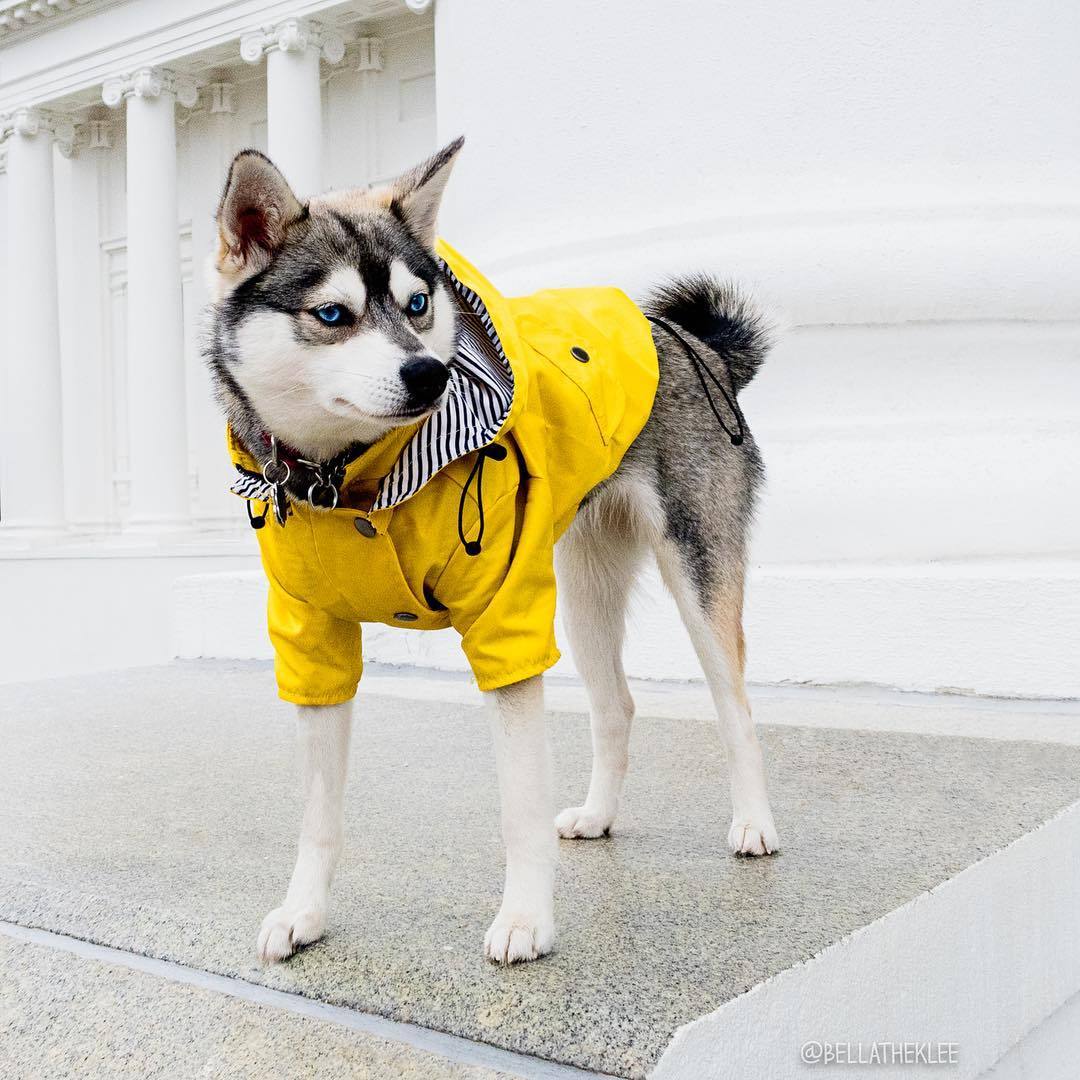 Waterproof Dog Raincoat – Pet Jacket for Small to Large Dogs