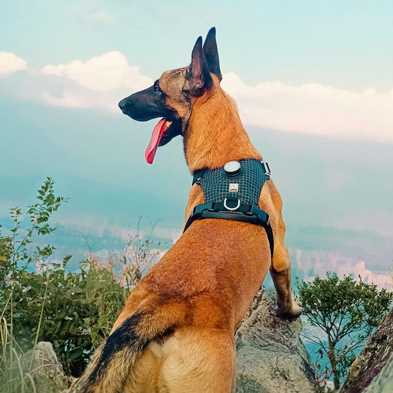 Dog wearing a harness on a mountain with a scenic background