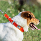 Winhye Reflective Dog Collar – Durable, Comfortable & Safe for Outdoor Use