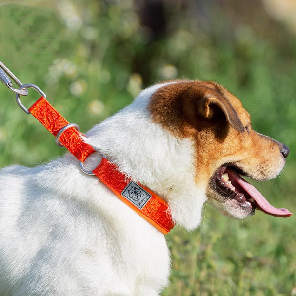 Winhye Reflective Dog Collar – Durable, Comfortable & Safe for Outdoor Use