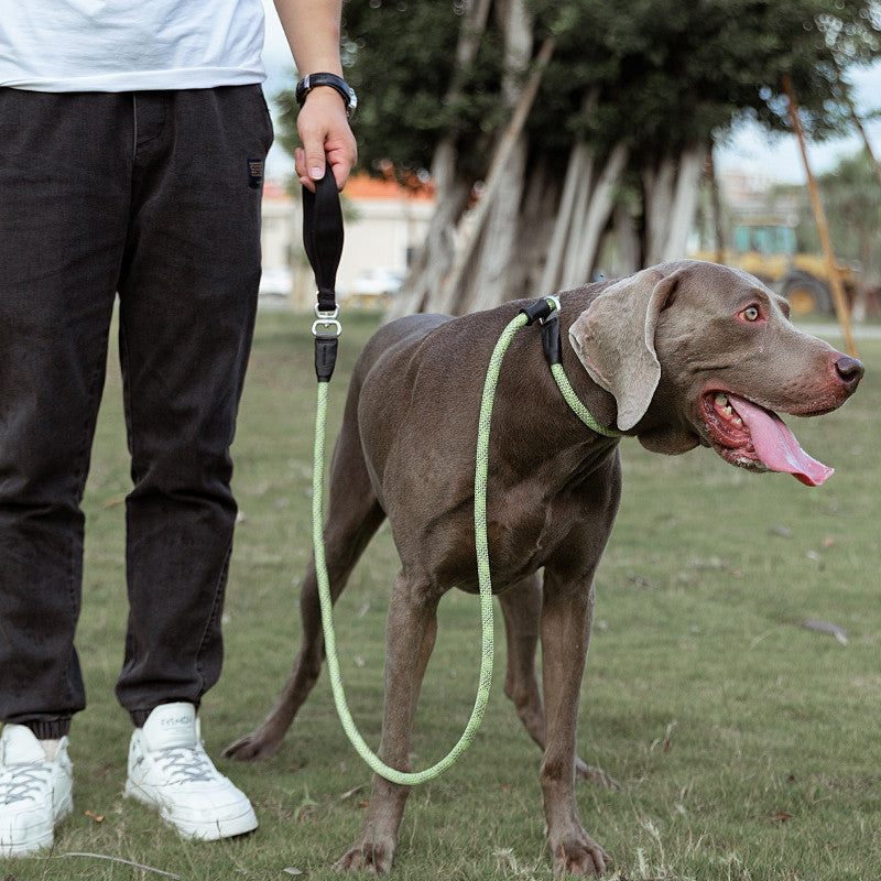 Dog on a leash being walked by a person in an outdoor setting
