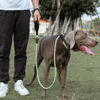 Dog on a leash being walked by a person in an outdoor setting