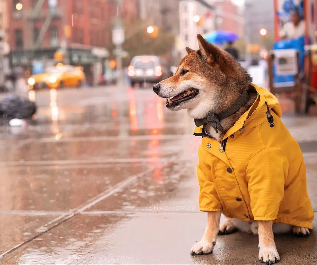 Waterproof Dog Raincoat – Pet Jacket for Small to Large Dogs