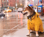 Waterproof Dog Raincoat – Pet Jacket for Small to Large Dogs