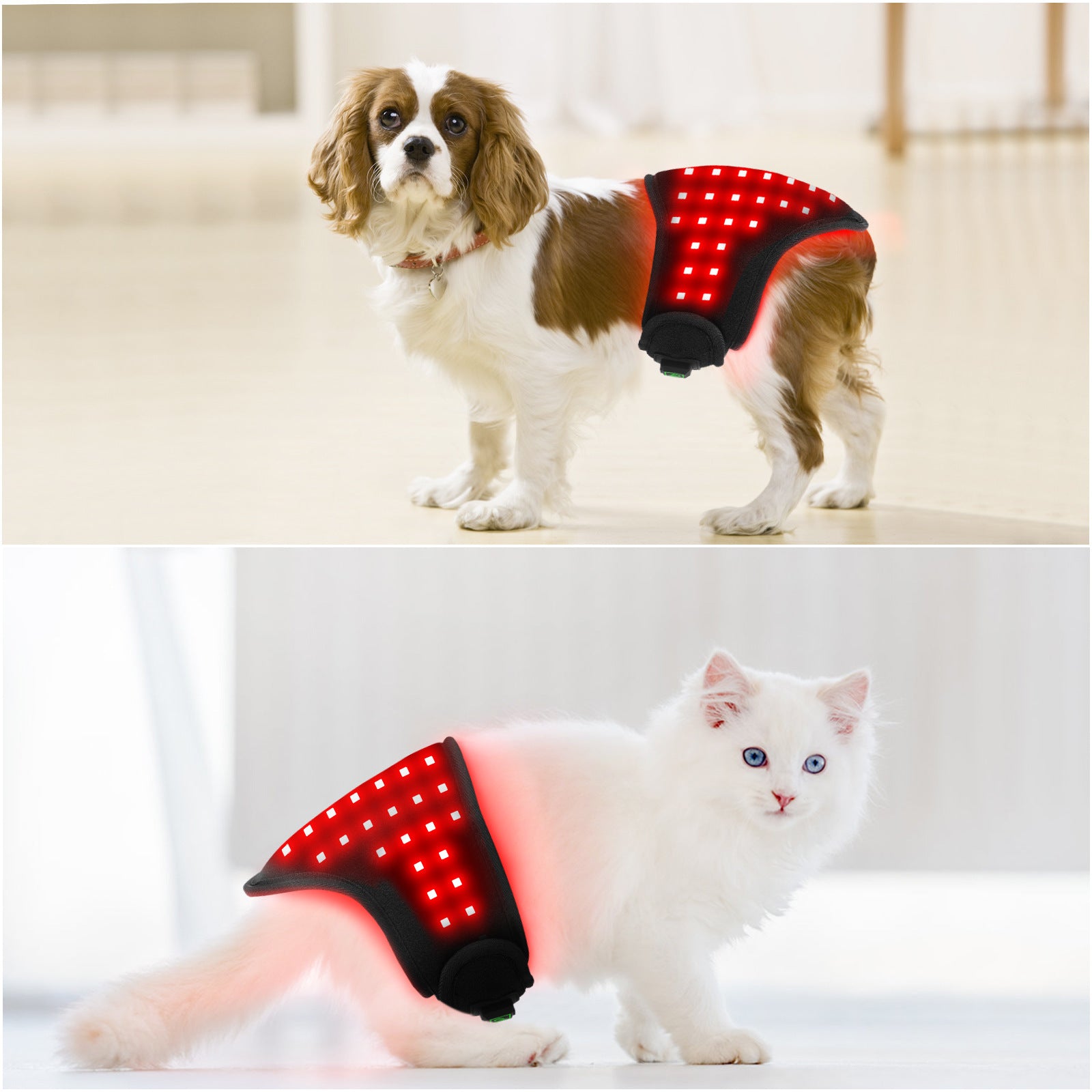 Pet Red Light Belt Physiotherapy Infrared