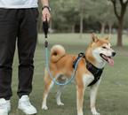 Person walking a Shiba Inu dog on a leash in a park.