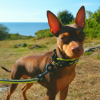Dog on a leash in an outdoor setting with trees and sky in the background