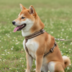 Truelove Reflective No Pull Dog Harness