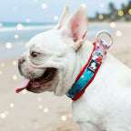 White dog wearing a colorful collar with 'Truelove' branding, outdoors.