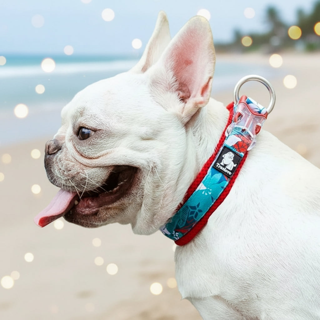 White dog wearing a colorful collar with 'Truelove' branding, outdoors.